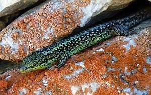 Male León Rock Lizard - Iberolacerta galani © Teresa Farino
